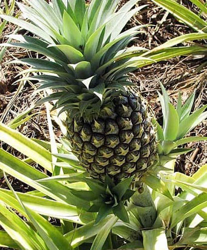 Растение Ананас 14/40