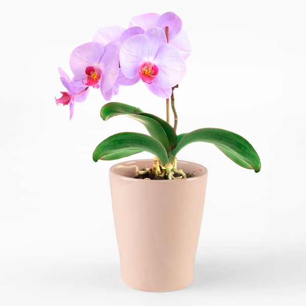 Горщик керамічний круглий 1,6 л рожевий (DH-FLOWERS-29 PINK) 