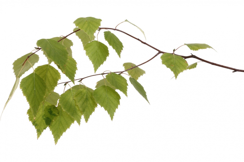 Растение Береза повислая h 1,5 м (L.15)