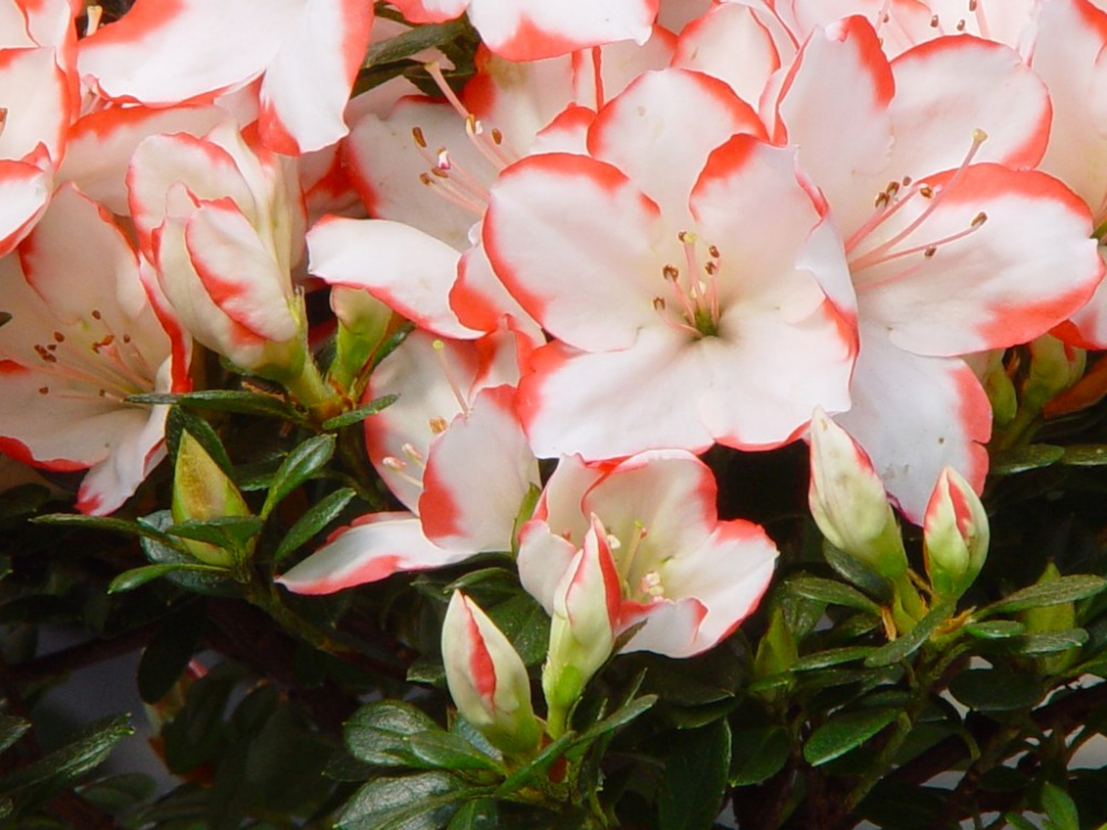 Растение Азалия 12x25 Sachsenstern