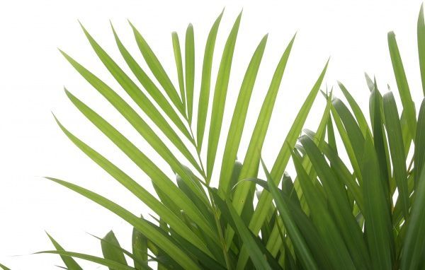 Растение Пальма Арека 21/100