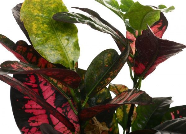 Рослина Кротон мікс 12/35