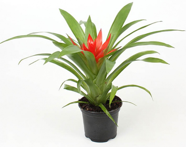 Растение Гузмания минор Rondo 9/20