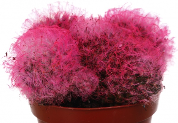 Растение Кактус разноцветный 8/10