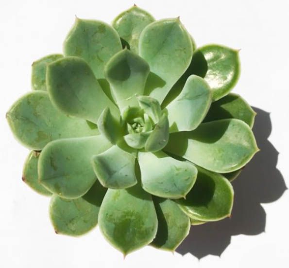 Рослина Ехеверія в керамічній плошці 15/15