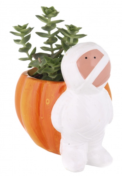 Суккулент в горшке хелоуин 6/12