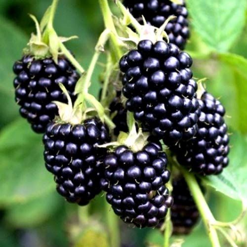 Саженец Брусвяна Ежевика крупноплодная сладкая