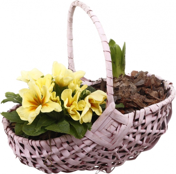 Рослина кімнатна Кошик Гіацинт 1 + Примула 1овал з ручкою