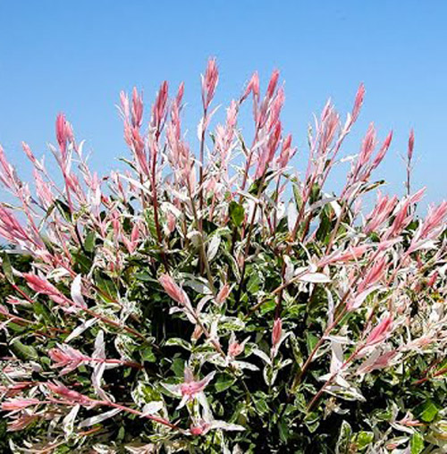 Саженец Ива Фламинго d23/h160