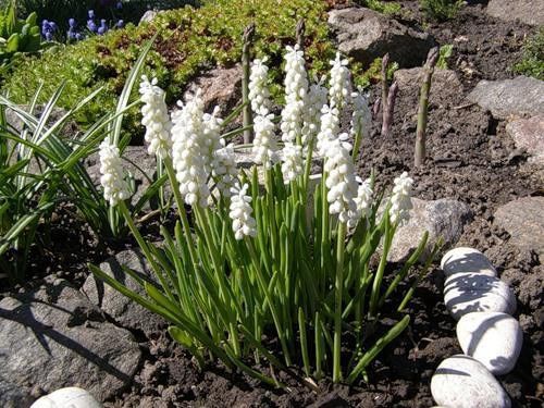 Цибулина Яскрава Botryoides Album 5 шт. 