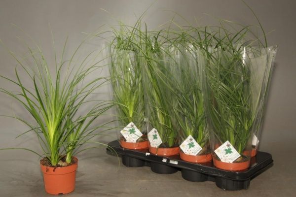 Растение комнатное Нолина 12/34 Nolina 3pp