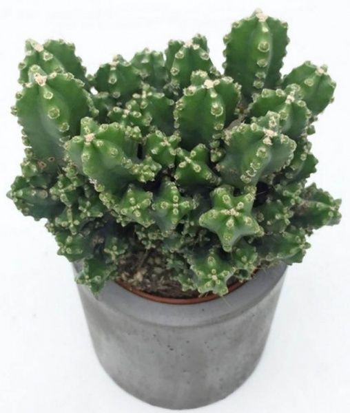 Рослина Цереус Паоліна 6/12