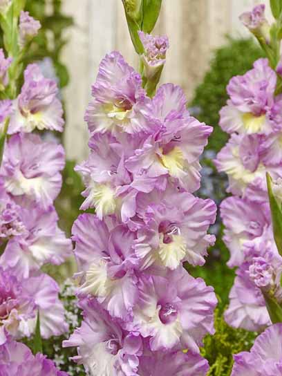 Клубнелуковица гладиолуса Владивосток 3 шт. 