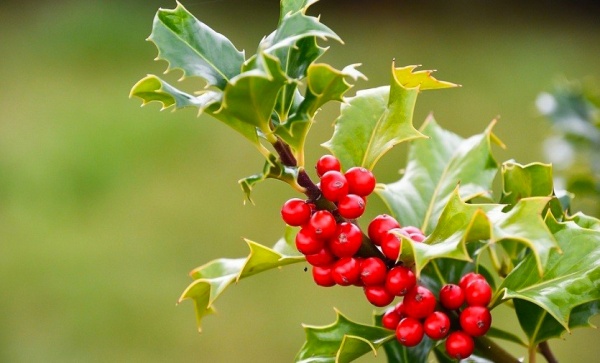 Рослина Падуб гостролистий P9