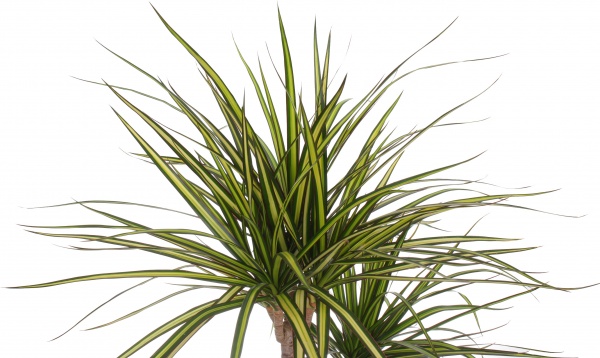 Растение Драцена Маргината 2 ствола 17x70 см