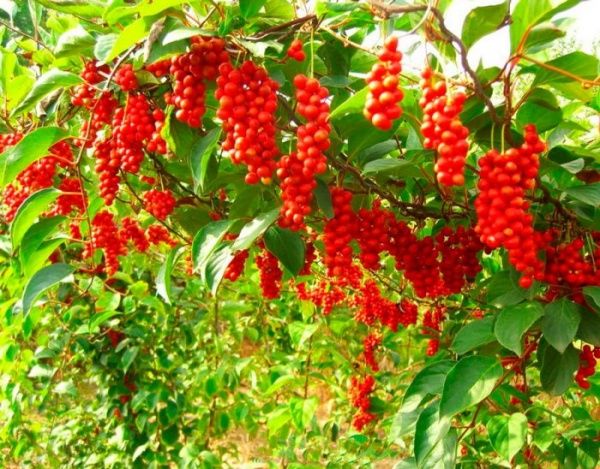 Саженец Брусвяна Лимонник 0,5 л