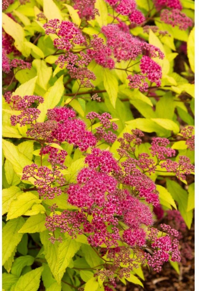 Растение Спирея Голдфлейм С2 D10-15