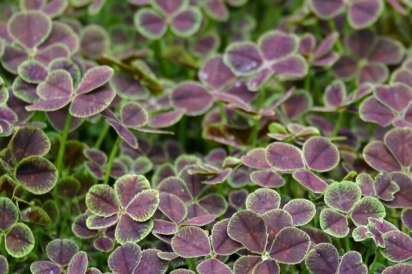 Саджанець Конюшина повзуча Pentaphyllum