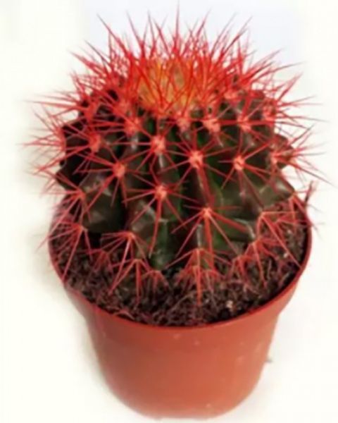 Рослина Eхінокактус Грузоні фарбований 10х15 см
