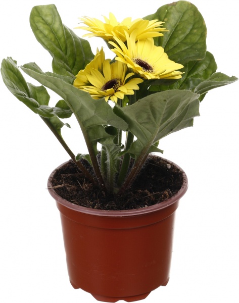 Рослина кімнатна Гербера міні d9/h15