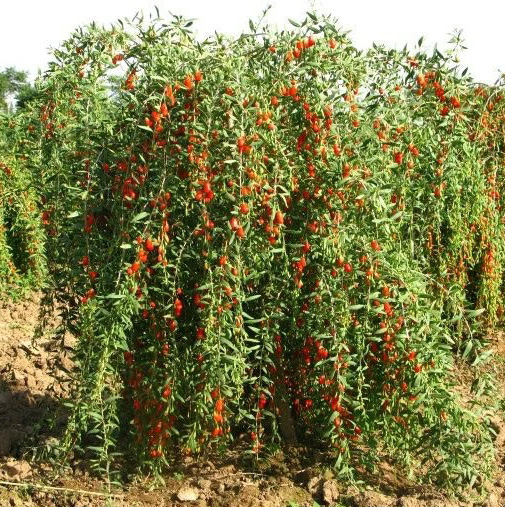 Растение Дереза обычная/Lycium barbarum С3/Н 30-40