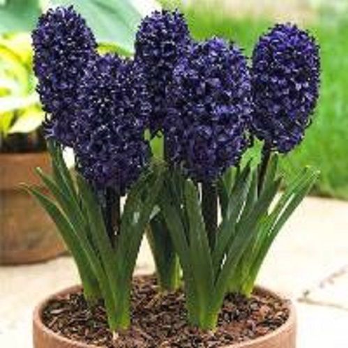 Луковица Гиацинт восточный Блу Сапфир 2 шт. 