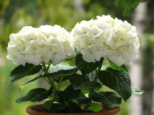 Растение Гортензия Macrophylla счибол вайт 5/6 14х40 см