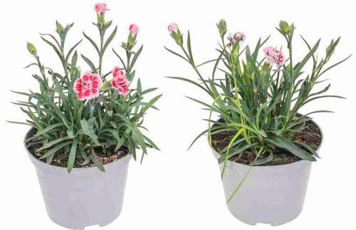 Рослина Гвоздика діантус даблколор 12х20 см