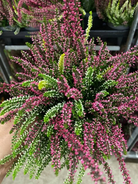 Растение Каллуна гарлен герл d17/h30