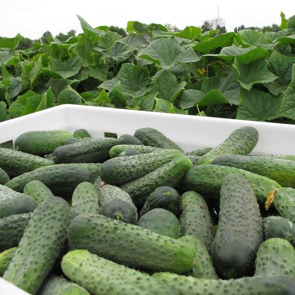 Семена Професійне насіння огурец Спарта F1 20 шт. (4823058207469)