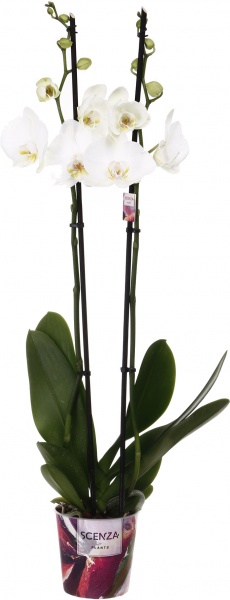 Растение Фаленопсис 12/75 2 гг элит микс