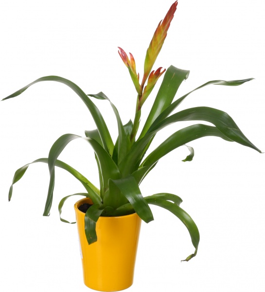 Растение декоративное Гузмания микс 12/40