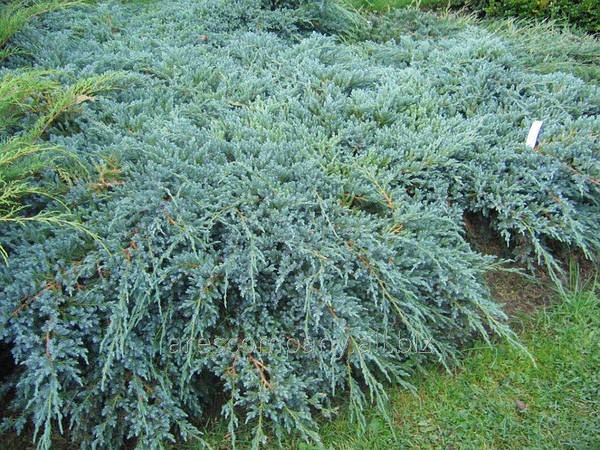 Растение Можжевельник китайский / Juniperus chinensis Blue Alps С300
