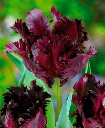 Луковица Яскрава попугайный Black Parrot 3 шт. 