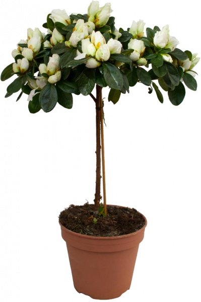 Рослина Азалія мікс на штамбі 12/30