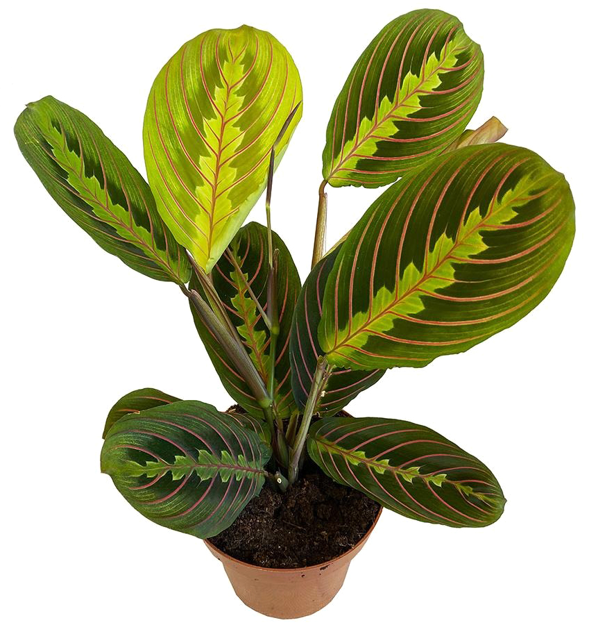 Рослина кімнатна Маранта 12х30 см Fascinator