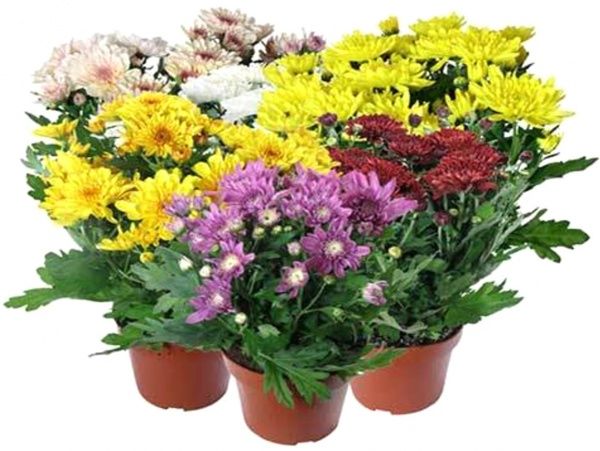 Рослина кімнатна Хризантема 3pp мікс 12/30