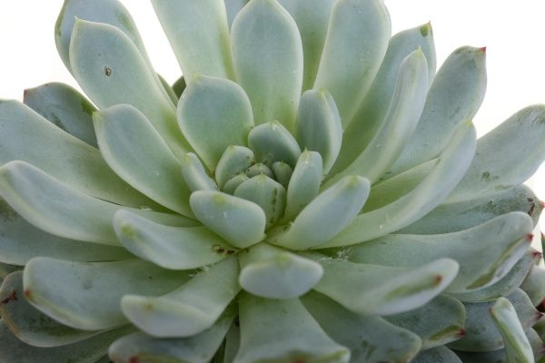 Рослина Сукулент мікс 10/12