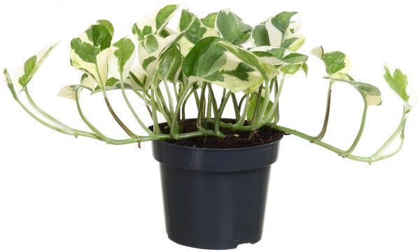 Растение Эпипремнум микс 12/15