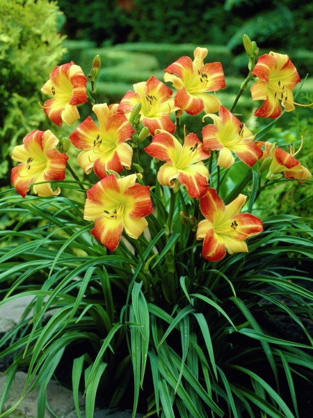 Корневище лилейника Франс Халс 1 шт. 