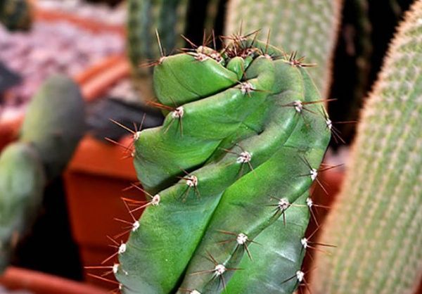 Кактус Цереус Твістед 10/20