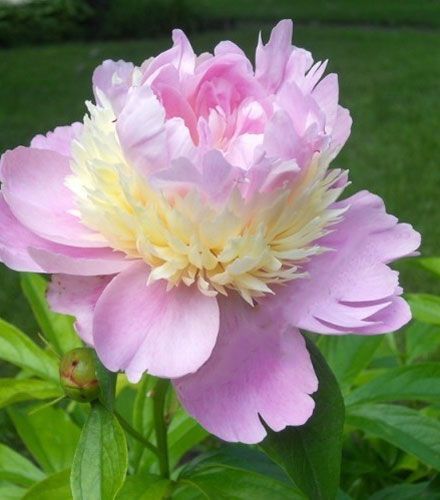 Корневище Яскрава Піон травянистий Raspberry Sundae 1 шт. 