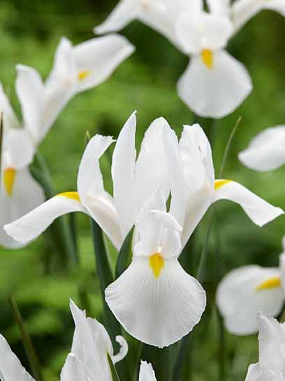 Луковица TUBERBULB Export B.V. ириса голландского Аляска 5 шт. 