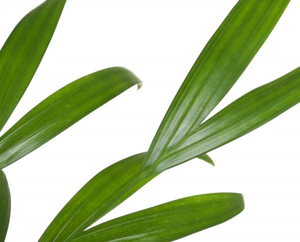 Растение комнатное Пальма Арека 9х30 см