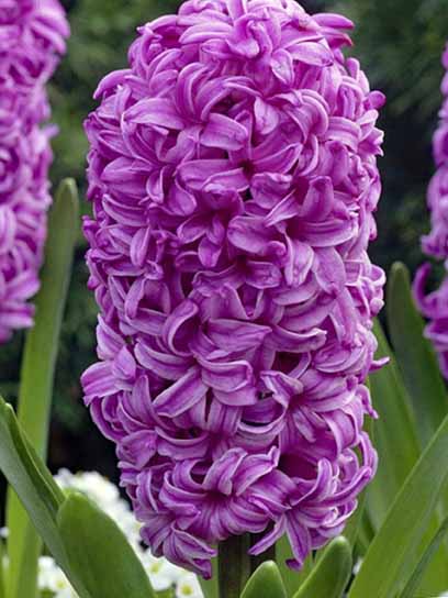 Луковица гиацинта Перпл Сенсейшн 2 шт. 