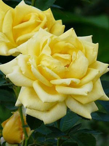 Роза парковая в ассортименте /Rosa С5, 7.5