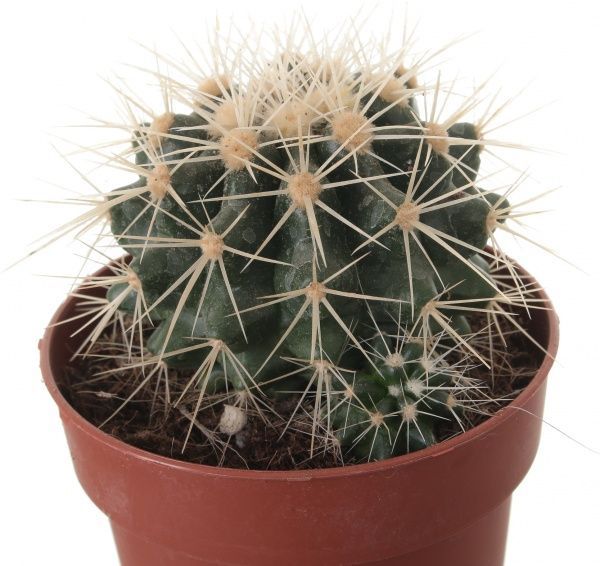 Рослина Eхінокактус Грузоні 9х15 см
