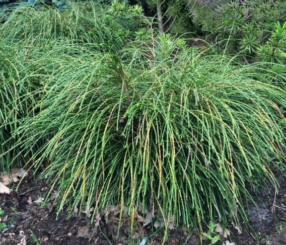 Растение Туя складчатая / Thuja plicata Wipcort, C20 2 Pa 80-100