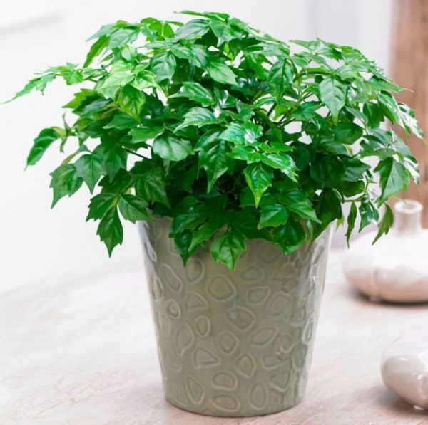 Растение Радермахера бранч d12/h30