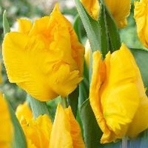 Луковица Тюльпан Папугайный Йоко Перрот 5 шт. 